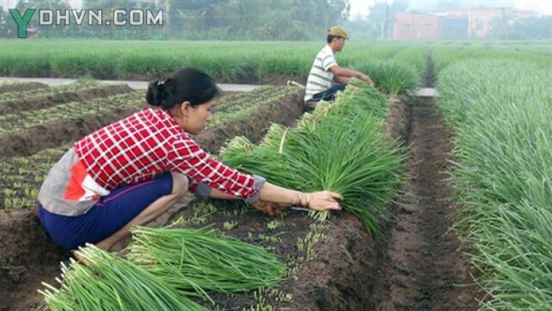 Cây dược liệu cây Hẹ - Allium tuberosum Rotller ex Spreng