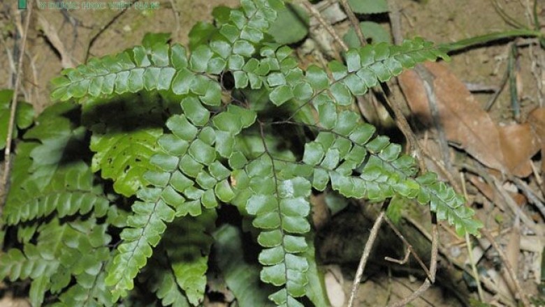 Cây dược liệu cây Dớn đen, Vót, Tóc thần lá quạt - Adiantum flabellulatum L