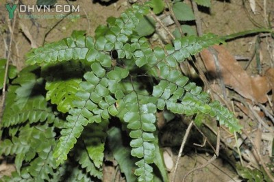 Cây dược liệu cây Dớn đen, Vót, Tóc thần lá quạt - Adiantum flabellulatum L