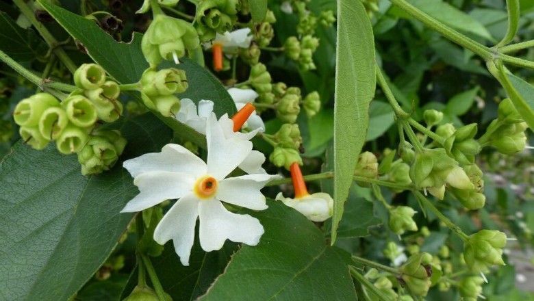 Cây dược liệu cây Dạ hoa, Lài tàu - Nyctanthes arbor-tristis L