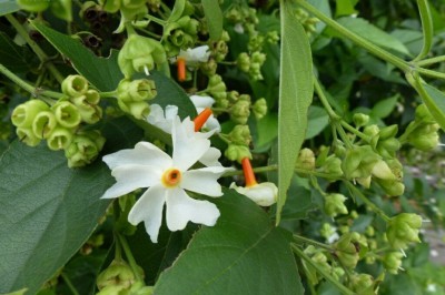 Cây dược liệu cây Dạ hoa, Lài tàu - Nyctanthes arbor-tristis L