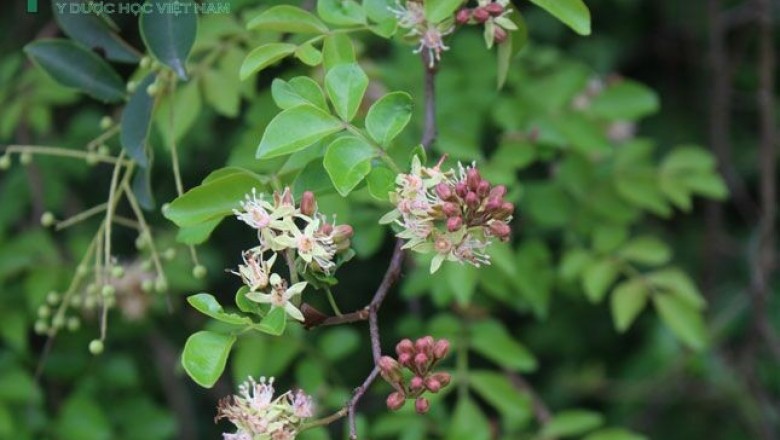 Cây dược liệu cây Ða đa, Cò cưa, Xân - Harrisonia perforata (Blanco) Merr
