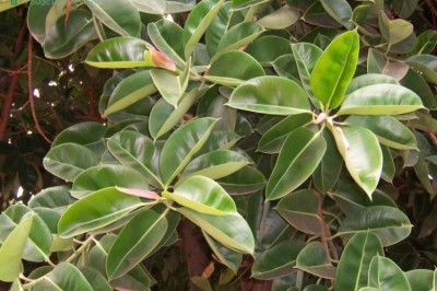 Cây dược liệu cây Đa búp đỏ, Đa cao su, Đa dai - Ficus elastica Roxb. ex Horn