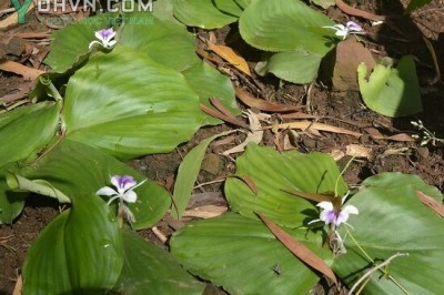 Cây dược liệu cây Địa liền, Thiền liền - Kaempferia galanga L