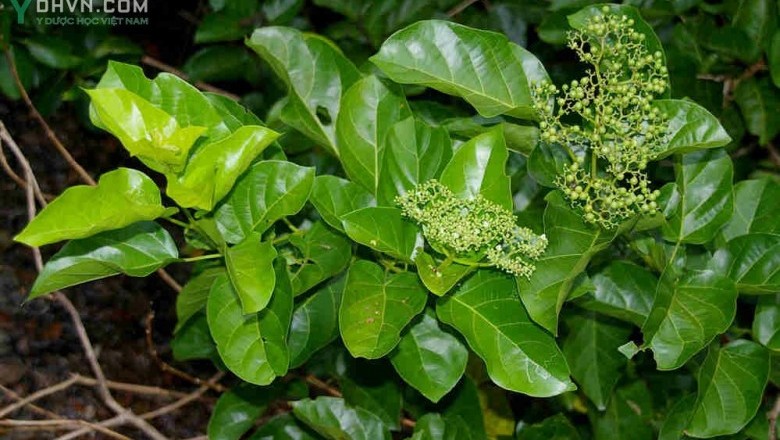 Cây dược liệu cây Cách, Vọng cách, Bông cách - Premna corymbosa (Burm. f.) Rottl. et Willd. (P. integrifolia L.)