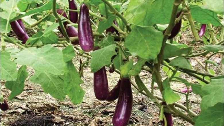 Cây dược liệu cây Cà - Solanum melongena L
