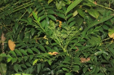 Cây dược liệu cây Muồng truổng, Màn tàn, Sén lai, Buồn chuồn, Hoàng mộc dài, Ưng bất bạc - Zanthoxylum avicennae (Lam.) DC. (Fagara avicennae Lam.)