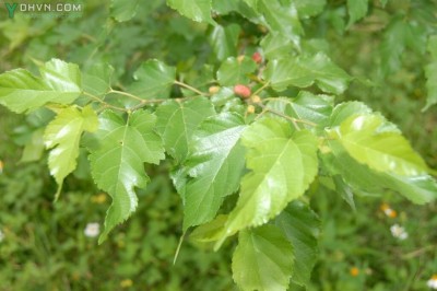 Cây dược liệu cây Dâu tàu, Dâu Úc - Morus australis Poir. (M. acidosa Griff.)