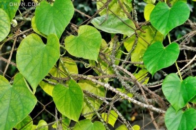 Cây dược liệu cây Dây cóc, Dây ký ninh, Thuốc sốt rét - Tinospora crispa Miers