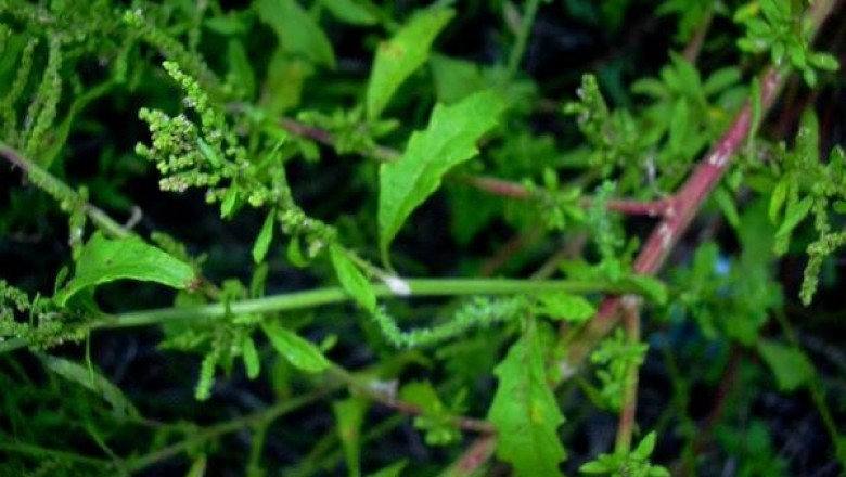 Cây dược liệu cây Dầu giun, Rau muối dại, Kinh giới đất - Chenopodium ambrosioides L