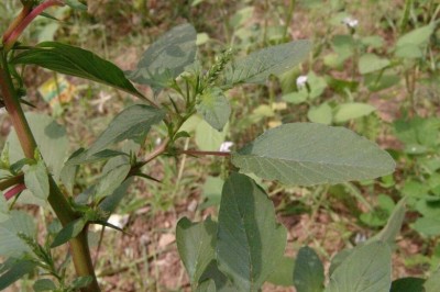 Cây dược liệu cây Dền gai, Rau dền gai - Amaranthus spinosus L