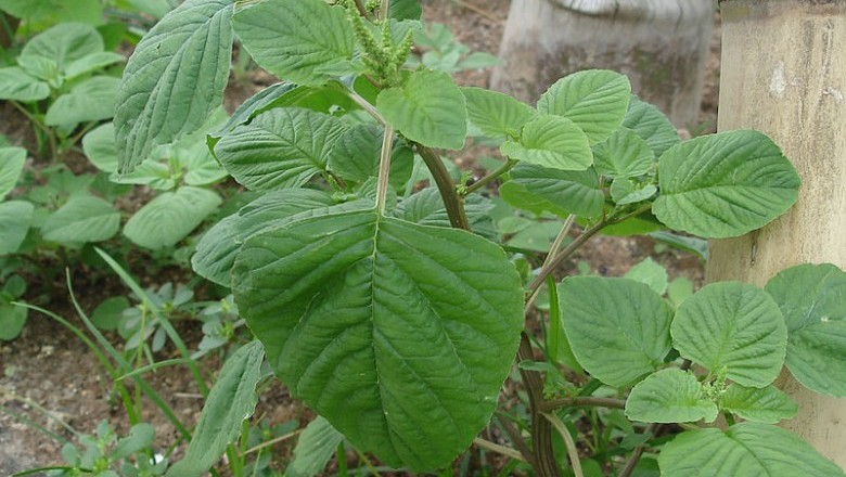 Cây dược liệu cây Dền cơm - Amaranthus viridis L