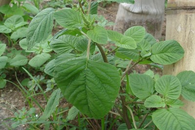Cây dược liệu cây Dền cơm - Amaranthus viridis L
