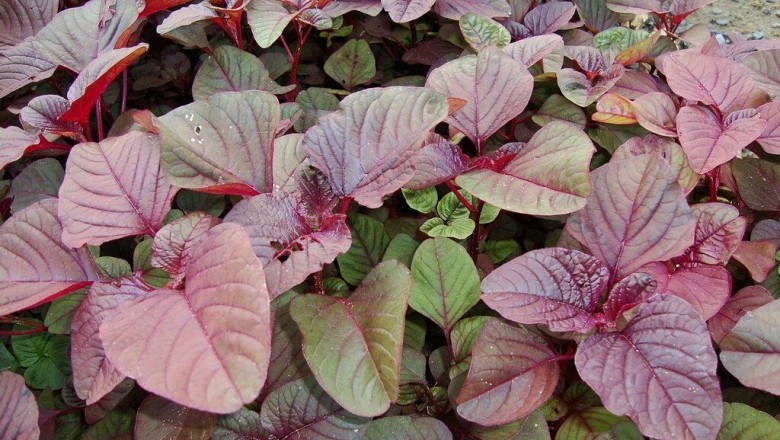 Cây dược liệu cây Dền canh, Dền tía, Dền đỏ - Amaranthus tricolor L