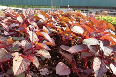 Những Món ngon chế biến từ rau dền đỏ cho mùa hè thanh mát