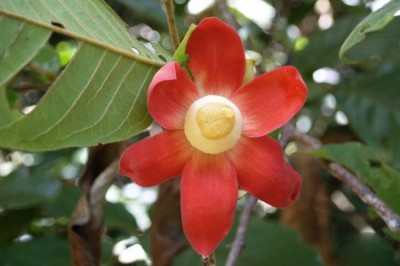 Cây dược liệu cây Chuối con chông, Bù đẻ hoa to - Uvaria purpurea Blume (U. grandiflora Roxb)