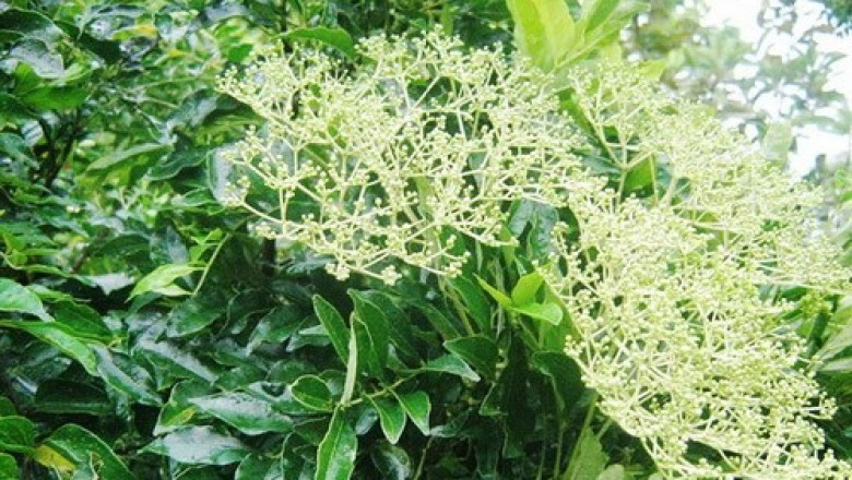 Cây Muồng truổng, Ưng bất bạc, trị đau nhức xương khớp, viêm gan: theo GS.TS. PHẠM XUÂN SINH