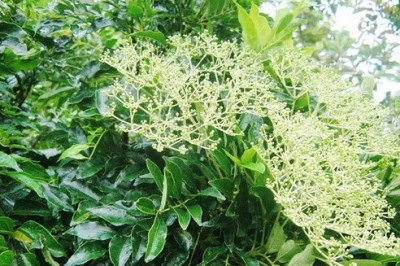 Cây Muồng truổng, Ưng bất bạc,  trị đau nhức xương khớp, viêm gan: theo GS.TS. PHẠM XUÂN SINH 