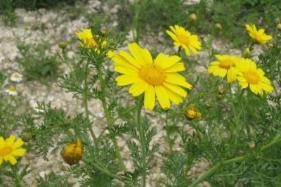 Cây dược liệu cây Cải cúc, Cúc tần ô, Rau cúc, Rau tần ô - Chrysanthemum coronarium L