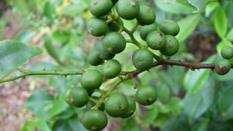 Cây dược liệu cây Cam núi, Dây nhiên, Dây cám, Lang cây - Toddalia asiatica (L.) Lam (T. aculeata Pers.)