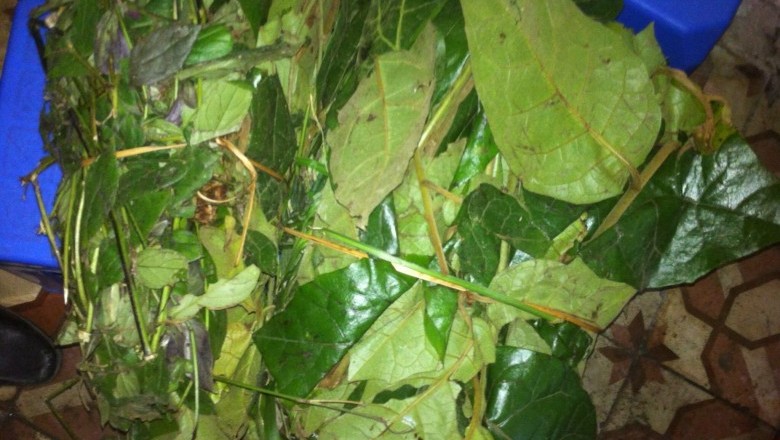 Cây dược liệu cây Dây chè, Rau ráu, Đỏ ngọn - Vernonia andersoni C. B. Clarke