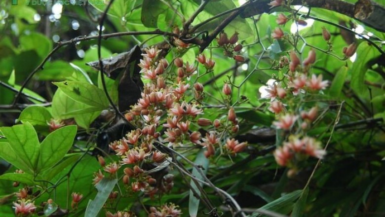 Cây dược liệu cây Dây chẽ ba, Dây xanh - Illigera rhodantha Hance