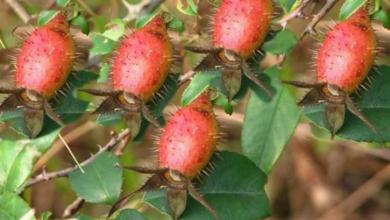 Cây dược liệu cây Kim anh - Rosa laevigata Michx