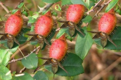 Cây dược liệu cây Kim anh - Rosa laevigata Michx