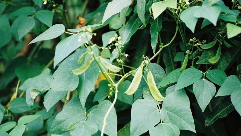 Cây dược liệu cây Ðậu ngự, Ðậu kẻ bạc, Ðậu tiềm - Phaseolus lunatus L