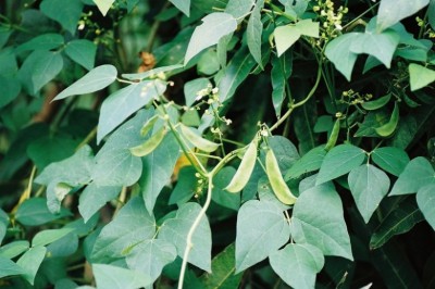 Cây dược liệu cây Ðậu ngự, Ðậu kẻ bạc, Ðậu tiềm - Phaseolus lunatus L