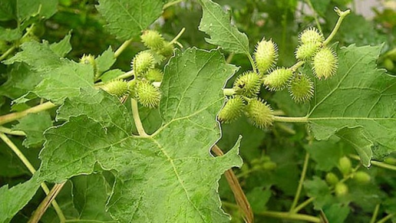 Cây dược liệu cây Ké đầu ngựa - Xanthium inaequilaterum DC