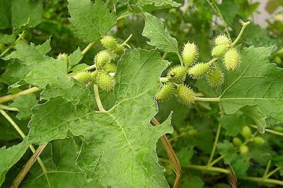 Cây dược liệu cây Ké đầu ngựa - Xanthium inaequilaterum DC