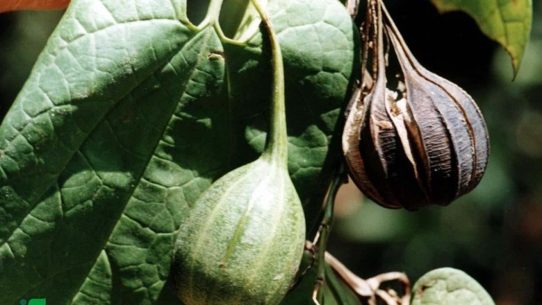 Cây dược liệu cây Dây khố rách, Mã đậu linh, Sơn dịch - Aristolochia tagala Cham. (A. roxburghiana (Klotzch)