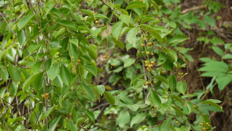 Cây dược liệu cây Dây gối, Dây săng máu - Celastrus paniculatus Wild