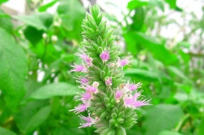 Cây dược liệu cây Hoắc hương - Pogostemon cablin (Blanco) Benth