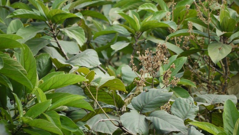 Cây dược liệu cây Huyết rồng hoa nhỏ, Dây kim luông - Spatholobus parviflorus (Roxb.) Kuntze (S. roxburghii Benth., Butea parviflora Roxb,)