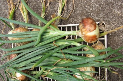 Cây dược liệu cây Hành tây - Allium cepa L