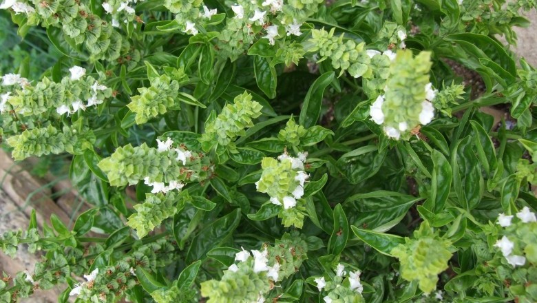 Cây dược liệu cây Húng giổi, Húng quế hay É trắng - Ocimum basilicum L