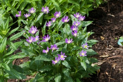 Cây dược liệu cây Hài nhi cúc - Kalimeris indica (L.) Bip (Boltonia indica (L) Benth.)