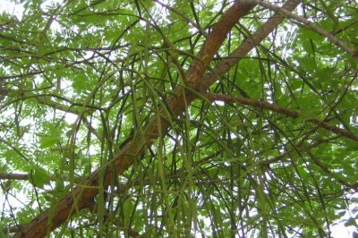 Cây dược liệu cây Ghi có đốt, Tầm gửi dẹt - Viscum articulatum Burm. f.