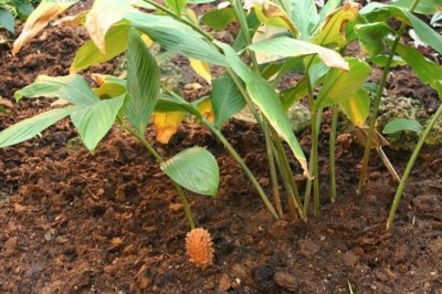 Cây dược liệu cây Gừng dại, Gừng gió, Gừng lúa