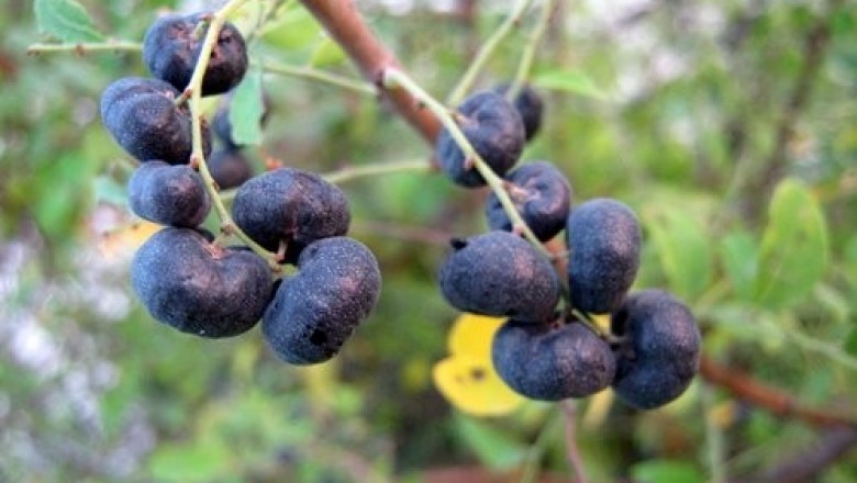 Cây dược liệu cây Phèn đen - Phyllanthus reticulatus Poir