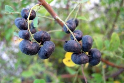 Cây dược liệu cây Phèn đen - Phyllanthus reticulatus Poir