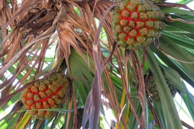 Công dụng và tác dụng chữa bệnh từ lá, hoa, quả, rễ cây Dứa dại