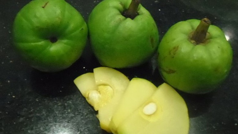 Cây dược liệu cây Tai chua - Garcinia cowa Roxb