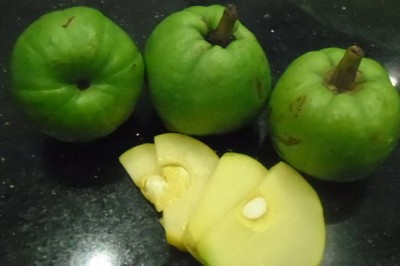 Cây dược liệu cây Tai chua - Garcinia cowa Roxb