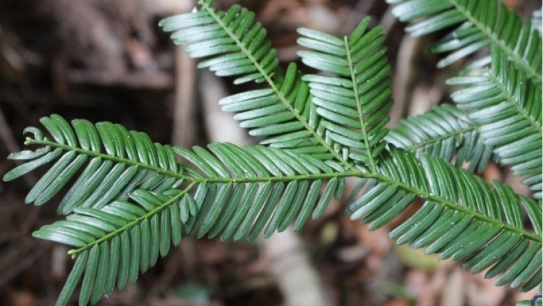 Cây dược liệu cây Đỉnh tùng, Phỉ lược bí - Cephalotaxus mannii Hook, f