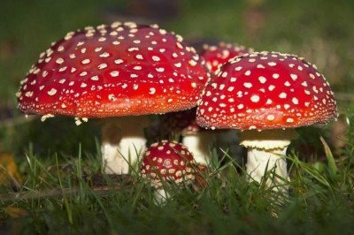Cây dược liệu cây Nấm đỏ, Nấm mặt trời, Nấm diệt ruồi - Amanita muscaria (L.) Quél