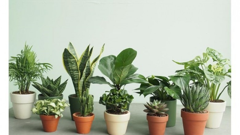 6 cây cảnh tốt cho sức khỏe được để trong phòng ngủ