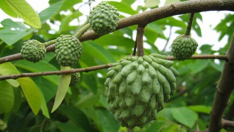 Cây dược liệu cây Na, Mãng cầu, Mãng cầu ta, Màng cầu dai - Annona squamosa L